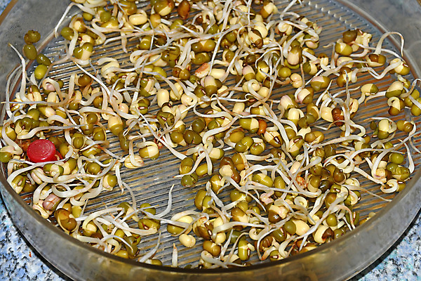 포토 JPG 해외이미지 음식 다이어트 채소 건강 요리 동양인 사람없음 초록색 중국 샐러드 신선 닫기 맛 작음 매움 비타민 저칼로리 채식주의자 맛있는 해외포토 아시아 컬러 컨셉 모션 인종 크기 채식 영양소 파일형식 이미지허브