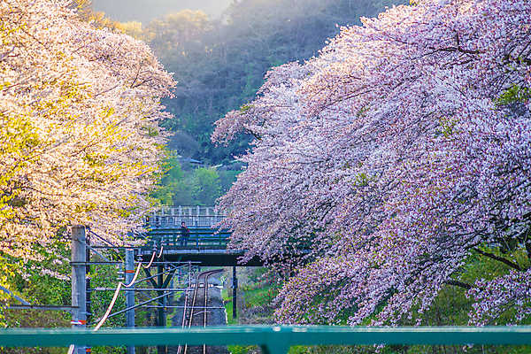 포토 JPG 해외이미지 주간 봄꽃 사람없음 야외 일본 봄 벚꽃 벚나무 해외포토 자연요소 나무 계절 꽃 아시아 파일형식 이미지허브