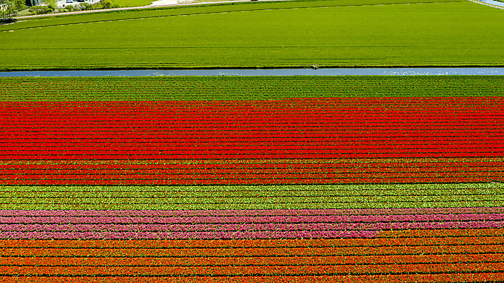 포토 JPG 해외이미지 식물 꽃 백그라운드 꽃무늬 농업 오렌지 봄꽃 전구 자연 안테나 사람없음 빨간색 초록색 컬러풀 노란색 정원 보라색 봄 튤립 벚꽃 시골 보트 네덜란드 운하 드론 해외포토 계절 유럽 산업 컬러 무늬 배_교통 과일 통신 생태계 파일형식 이미지허브