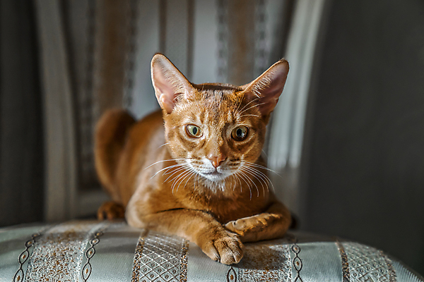 포토 JPG 해외이미지 동물 1 포즈 가구 의자 오렌지 휴식 표정 사람없음 빨간색 반려동물 갈색 노란색 카메라 귀여움 고양이 우아함 스핑크스 빨간머리 거짓말 기르기 유래 해외포토 헤어스타일 컬러 생활용품 컨셉 과일 포유류 이집트 전자제품 돌봄 파일형식 이미지허브