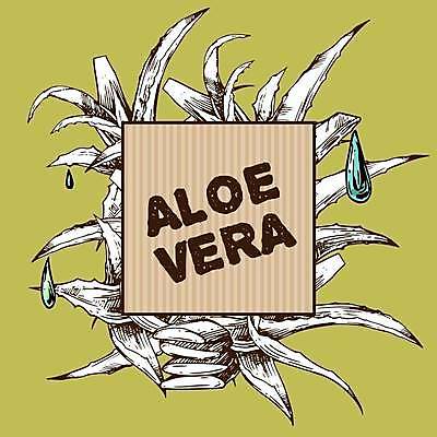 EPS 해외이미지 식물 손 디자인 선 잎 일러스트 재료 자연 선인장 잉크 건강 미술 그래픽 치료 초록색 약 검은색 주스 화장품 수확 흰색 신선 약초 스케치 허브 그림 유기농 윤곽 판화 내추럴 고립 알로에 해외일러스트 웰빙 음료 컬러 농업 의학 문화예술 신체부위 뷰티 풀_식물 생태계 파일형식 벡터 이미지허브