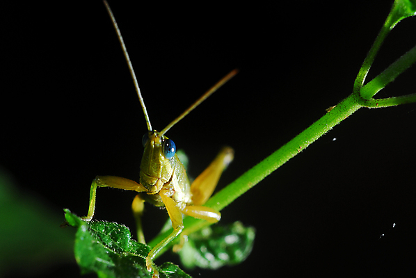 포토 JPG 해외이미지 스튜디오촬영 동물 한마리 야생동물 곤충 백그라운드 잎 절지류 날개 자연 생물 실내 안테나 초원 사람없음 초록색 여름 갈색 노란색 정원 봄 황무지 닫기 해충 벌레 큼 묘사 생물학 촉수 메뚜기 내추럴 고립 귀뚜라미 카피스페이스 해외포토 식물 1 계절 교육 컬러 통신 모션 내부 공백 크기 생태계 파일형식 이미지허브