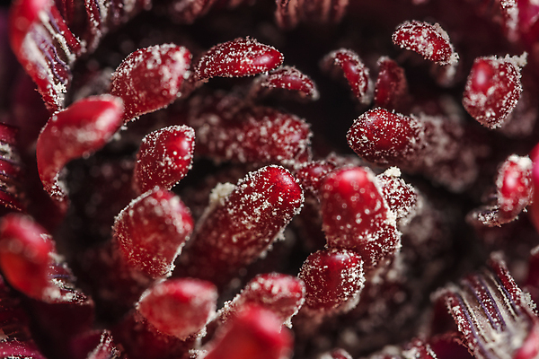 포토 JPG 해외이미지 식물 꽃 호수 바다 분홍색 태국 자연 연꽃 사람없음 빨간색 물 여름 뷰티 반사 벚꽃 연못 개화 닫기 백합 내추럴 해외포토 자연요소 계절 아시아 컬러 모션 생태계 파일형식 이미지허브