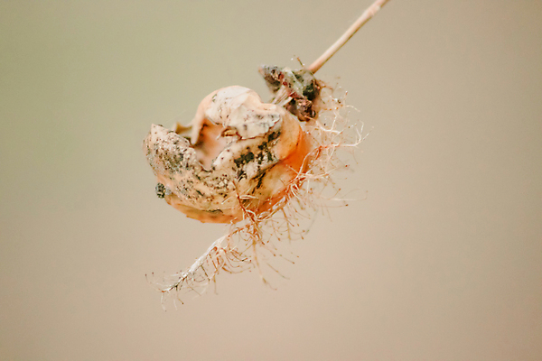 포토 JPG 해외이미지 나무 식물 열매 꽃잎 꽃 곤충 잎 채소 자연 오이 사람없음 초록색 바구니 우주 정원 보라색 검은색 봄 흰색 신선 닫기 벌레 떨어짐 약초 덩굴 작음 허브 싱글 열정 새장 양귀비 트레일러 꽃수술 식용 양치류 온실 이국적 해외포토 동물 계절 감정 컬러 컨셉 모션 풀_식물 크기 생태계 케이지 파일형식 이미지허브