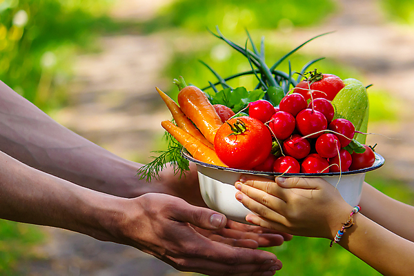 포토 JPG 해외이미지 식물 손 배너 음식 백그라운드 농업 토마토 채소 과일 자연 건강 사람 사람없음 야외 초록색 농작물 상자 농장 바구니 정원 당근 수확 성장 신선 잡기 농부 상추 수집 먹기 유기농 원예 날것 후추 내추럴 숙성 원예사 채식주의자 카피스페이스 세련 해외포토 직업 웰빙 산업 컬러 모션 뿌리채소 취미 신체부위 공백 향신료 생태계 채식 파일형식 이미지허브