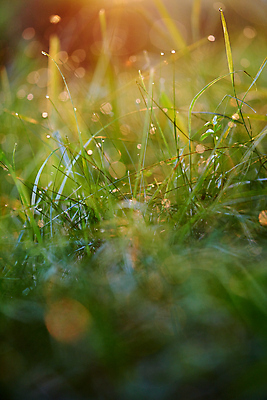 포토 JPG 해외이미지 주간 사람없음 야외 아웃포커스 햇빛 소프트포커스 빗방울 보케 빛망울 해외포토 자연요소 촬영기법 빛 태양 비_날씨 파일형식 이미지허브