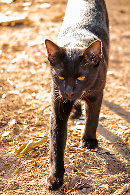 포토 JPG 해외이미지 동물 응시 길 야생동물 장난 포유류 자연 놀이 날씨 휴식 수염 털 함께함 안전 사람없음 야외 반려동물 걷기 검은색 고양이 산책 하이킹 탐험 보호 숲 결합 호기심 꼬리 사냥 귀 부드러움 솜털 수의사 노려봄 10월 동반자 땅바닥 사춘기 혼자 그리너리 해외포토 시선 감정 컬러 컨셉 모션 레저 바닥 표정 신체부위 의사 감각 날짜 생태계 파일형식 트랜드컬러 이미지허브
