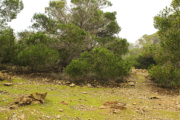 포토 JPG 해외이미지 식물 꽃 자국 자연 하늘 이끼 풍경 경사 사람없음 초록색 여름 환경 산책 하이킹 회색 시골 소나무 행운 스페인 빗자루 지중해 허브 관목 언덕 부식 생태계 향 내추럴 무료 석회암 스페인어 알리칸테 지리 지질 지질학 해외포토 나무 계절 교육 유럽 바다 컬러 컨셉 레저 휴식 암석 청소도구 파일형식 이미지허브
