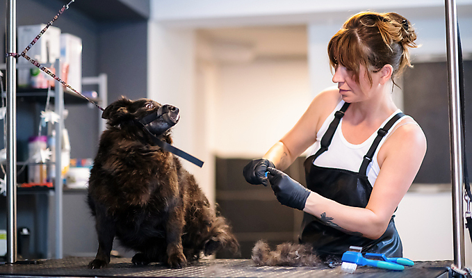 포토 JPG 해외이미지 한마리 응시 여자 반려견 장갑 털 실내 한명 들기 상반신 성인 옆모습 아웃포커스 귀여움 앞치마 강아지 목줄 애견미용 애견미용사 입마개 성인여자한명만 해외포토 1 시선 잡화 뷰포인트 컨셉 모션 촬영기법 사람 내부 반려동물 뷰티 개 미용사 여자한명만 성인여자만 파일형식 반려용품 이미지허브