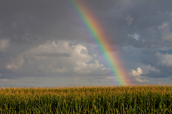 포토 JPG 해외이미지 주간 무지개 하늘 옥수수 사람없음 야외 옥수수밭 해외포토 자연요소 밭 곡류 파일형식 이미지허브