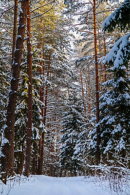 포토 JPG 해외이미지 나무 계절 공원 백그라운드 크리스마스 겨울 자연 하늘 날씨 사람없음 야외 목재 세로 파란색 빛 햇빛 태양 뷰티 환경 냉동 얼음 검은색 추위 흰색 나뭇가지 소나무 숲 연도 서리 장면 솜털 자작나무 1월 내추럴 옛날 눈내림 가문비나무 해외포토 자연요소 식물 공공시설 기념일 컬러 재료 눈_날씨 날짜 생태계 파일형식 이미지허브