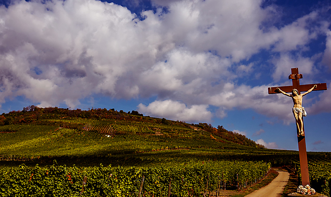 포토 JPG 해외이미지 포도 사람없음 와인 프랑스 시골 포도밭 해외포토 유럽 밭 과일 주류 파일형식 이미지허브