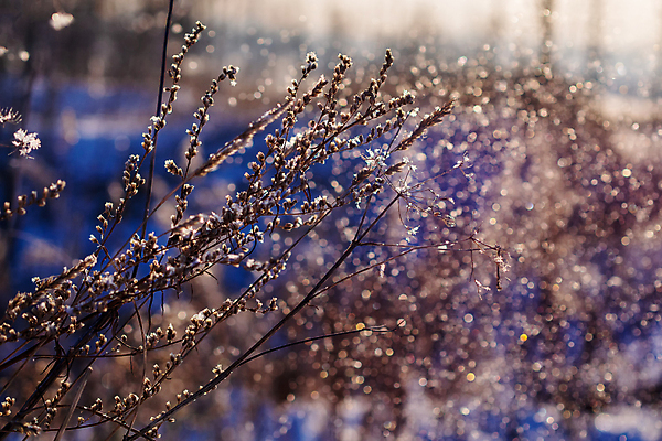 포토 JPG 해외이미지 나무 식물 계절 꽃 줄기 백그라운드 단풍 잎 크리스마스 겨울 자연 하늘 날씨 추상 건조 풍경 사람없음 야외 파란색 빛 뷰티 갈색 냉동 얼음 추위 가을 흰색 나뭇가지 닫기 숲 12월 크리스탈 질감 서리 보케 장면 온도 1월 내추럴 눈내림 해외포토 자연요소 기념일 컬러 무늬 모션 눈_날씨 날짜 광석 생태계 파일형식 이미지허브