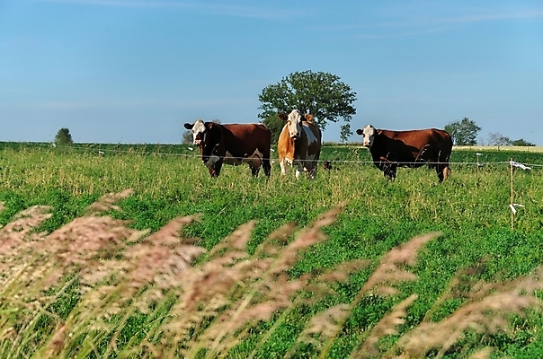 포토 JPG 해외이미지 동물 응시 백그라운드 밭 농업 포유류 사람없음 야외 초록색 농장 농경지 갈색 머리 꼬리표 검은색 가축 목장 소고기 우유 시골 그룹 소 군중 방목 땅 귀 밭일 많음 카피스페이스 반추동물 해외포토 시선 산업 컬러 컨셉 유제품 육류 사람 신체부위 라벨 공백 축산업 파일형식 이미지허브