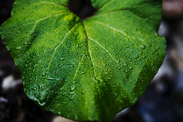 포토 JPG 해외이미지 주간 잎 사람없음 야외 아웃포커스 젖음 이슬 빗방울 해외포토 자연요소 식물 촬영기법 비_날씨 파일형식 이미지허브