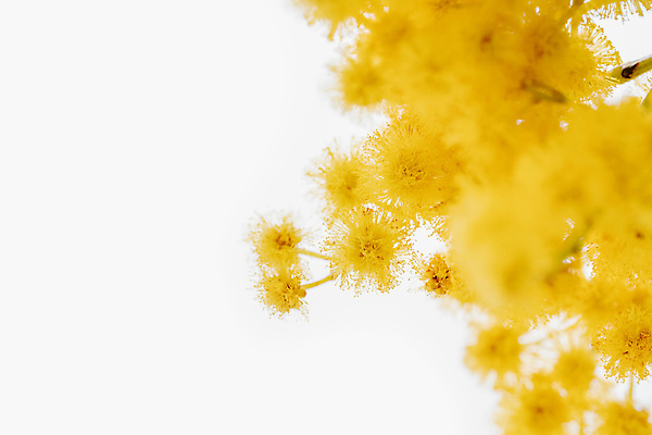 포토 JPG 해외이미지 식물 디자인 배너 계절 꽃 백그라운드 꽃무늬 봄꽃 자연 휴가 부활절 선물 사람없음 장식 초록색 노란색 봄 벚꽃 흰색 나뭇가지 신선 신용카드 개화 황금 닫기 심볼 솜털 아카시아 고립 카피스페이스 어머니의날 해외포토 나무 기념일 컬러 무늬 모션 금융 공백 생태계 미국문화 파일형식 이미지허브