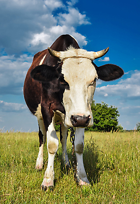포토 JPG 해외이미지 전신 나무 얼굴 밭 농업 포유류 자연 하늘 서기 사람없음 초록색 강 농경지 가축 봄 소 군중 방목 주둥이 밭일 총구 해외포토 식물 동물 계절 산업 컬러 모션 사람 신체부위 농장 축산업 생태계 파일형식 이미지허브