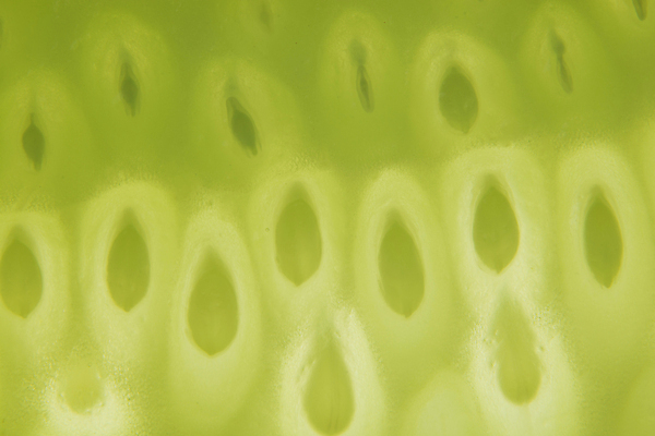 포토 JPG 해외이미지 식물 음식 조각 백그라운드 다이어트 채소 자연 오이 건강 사람없음 초록색 샐러드 신선 닫기 유기농 날것 내추럴 채식주의자 해외포토 웰빙 컬러 모션 생태계 채식 파일형식 이미지허브