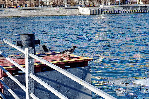 포토 JPG 해외이미지 바다 여행 백그라운드 겨울 교통시설 자연 조류 하늘 파노라마 앉기 사람없음 물 파란색 빛 강 항구 냉동 얼음 검은색 회색 추위 화물 도시 만 보트 군용 러시아 해군 포트 까마귀 해외포토 자연요소 동물 계절 유럽 컬러 교통 배_교통 모션 군대 촬영기법 운송업 시설 생태계 파일형식 이미지허브
