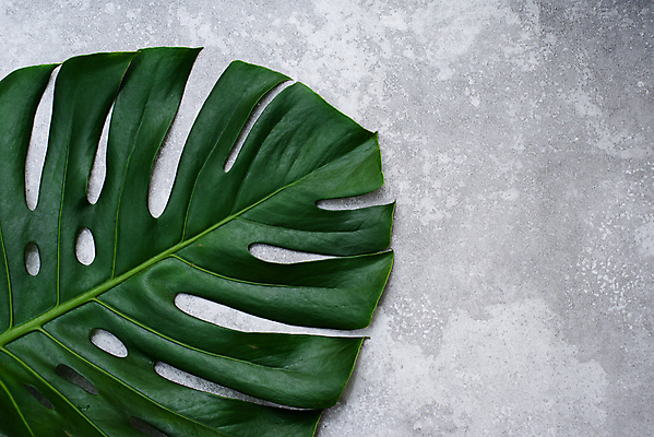 포토 JPG 해외이미지 나무 식물 디자인 백그라운드 컨셉 잎 꽃무늬 패턴 자연 벽지 프레임 손바닥 미술 사람없음 장식 초록색 컬러풀 뷰티 유행 정원 봄 회색 흰색 나뭇가지 정상 머리위 위치 내추럴 고립 이국적 스타일 힙스터 그리너리 미니멀 해외포토 손 계절 패션 꽃 컬러 무늬 문화예술 생태계 파일형식 트랜드컬러 이미지허브