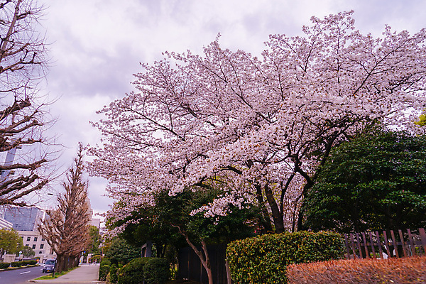 포토 JPG 해외이미지 주간 봄꽃 거리 사람없음 야외 일본 봄 벚꽃 벚나무 해외포토 자연요소 나무 계절 꽃 아시아 파일형식 이미지허브