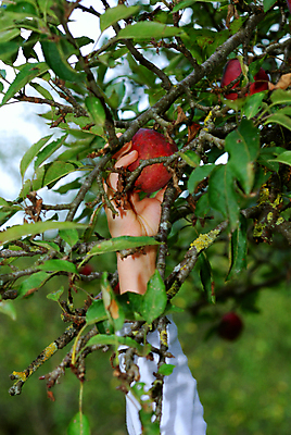 포토 JPG 해외이미지 주간 손 과일 야외 아웃포커스 신체부위 잡기 사과 사과나무 사과따기 해외포토 자연요소 나무 모션 촬영기법 사람 수확 파일형식 이미지허브