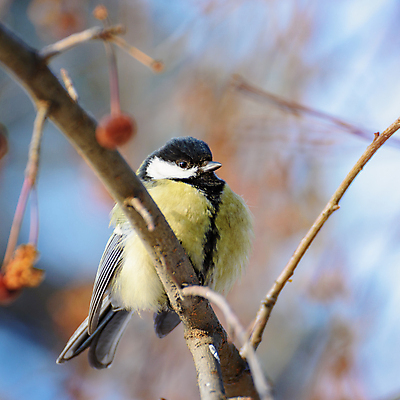 포토 JPG 해외이미지 나무 동물 야생동물 백그라운드 겨울 날개 자연 조류 앉기 사람없음 파란색 컬러풀 햇빛 노란색 나뭇가지 숲 작음 깃털 부리 내추럴 해외포토 식물 계절 컬러 모션 태양 크기 생태계 파일형식 이미지허브