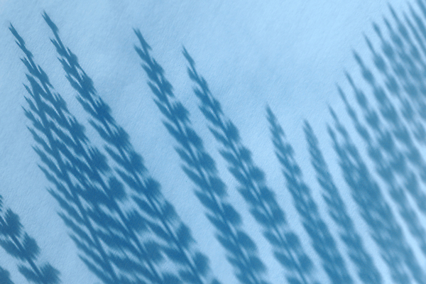 포토 JPG 해외이미지 나무 식물 디자인 꽃 실루엣 벽 여행 백그라운드 컨셉 잎 패턴 자연 벽지 표면 추상 그림자 미술 사람없음 파란색 빛 컬러풀 햇빛 태양 뷰티 우주 정원 맑음 침묵 나뭇가지 플랫 정상 소프트포커스 그늘 질감 부드러움 위치 내추럴 양치류 파스텔톤 미니멀 해외포토 자연요소 컬러 무늬 날씨 문화예술 촬영기법 소리 감각 생태계 파일형식 이미지허브