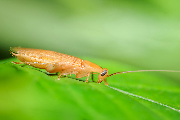 포토 JPG 해외이미지 동물 곤충 백그라운드 잎 날개 자연 주택 안테나 사람없음 초록색 갈색 머리 검은색 흰색 닫기 해충 벌레 질병 고립 해외포토 식물 컬러 통신 의학 모션 건물 신체부위 생태계 파일형식 이미지허브