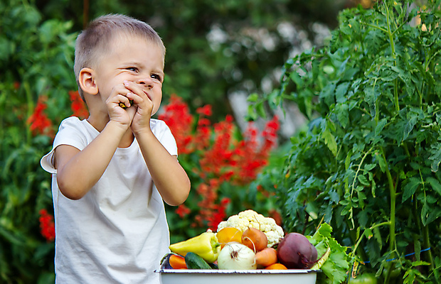 포토 JPG 해외이미지 식물 배너 어린이 음식 백그라운드 농업 다이어트 토마토 채소 과일 자연 양파 피망 오이 감자 건강 관리 사랑 사람 사람없음 초록색 여름 농장 정원 당근 수확 가을 시골 아기 신선 농부 상추 유기농 원예 양배추 후추 내추럴 돌봄 바이오 숙성 원예사 채식주의자 카피스페이스 해외포토 직업 웰빙 계절 감정 산업 컬러 모션 뿌리채소 취미 공백 향신료 생태계 채식 파일형식 이미지허브