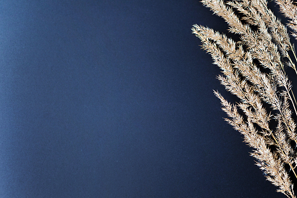 포토 JPG 해외이미지 식물 디자인 포스터 백그라운드 꽃무늬 농업 자연 바람 주택 프레임 건조 잔디 여러명 사람없음 장식 농작물 갈색 우주 환경 검은색 스파 시리얼 유기농 질감 부드러움 가뭄 내추럴 스칸디나비아 옛날 스타일 카피스페이스 미니멀 해외포토 자연요소 웰빙 꽃 산업 음식 컬러 다수 무늬 날씨 사람 건물 공백 감각 생태계 파일형식 이미지허브