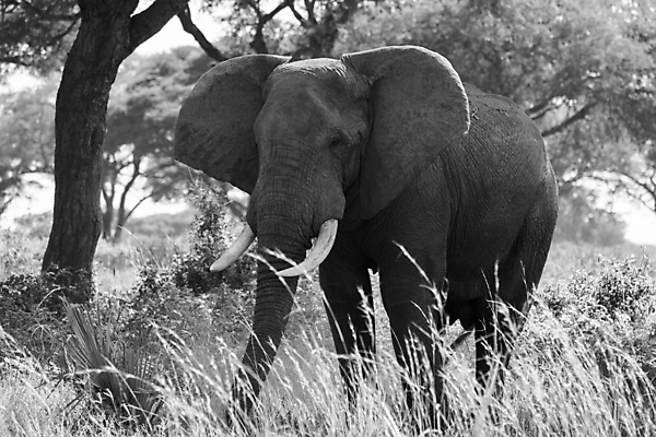 포토 JPG 해외이미지 동물 야생동물 여행 포유류 아프리카 자연 코끼리 파노라마 국립공원 사람없음 야외 관광지 환경 황무지 생태계 서식지 내추럴 동물상 우간다 해외포토 공원 나라 촬영기법 조형물 파일형식 이미지허브