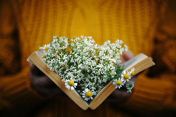 포토 JPG 해외이미지 식물 손 디자인 여자 꽃 종이 백그라운드 잎 꽃무늬 밭 오렌지 자연 사랑 한명 사람 책 노란색 정원 봄 낭만 수확 벚꽃 흰색 시골 잡기 오픈 우아함 도서관 스웨터 허브 오브젝트 니트 복고 데이지 문학 페이지 양모 낭만주의 캐모마일 스타일 해외포토 1 계절 교육 감정 컬러 컨셉 상의 무늬 농업 과일 모션 신체부위 직물 생태계 파일형식 이미지허브