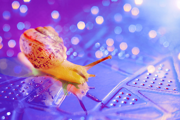 포토 JPG 해외이미지 동물 디자인 계절 행복 백그라운드 크리스마스 겨울 패턴 포유류 자연 추상 휴가 뿔 사람없음 장식 빛 컬러풀 뷰티 반사 보라색 축하 신선 화려 황금 우아함 닫기 야간 제비꽃 질감 보케 내추럴 민달팽이 수유 이국적 카피스페이스 해외포토 자연요소 기념일 꽃 감정 컬러 컨셉 무늬 모션 공백 생태계 파일형식 달팽이_동물 이미지허브