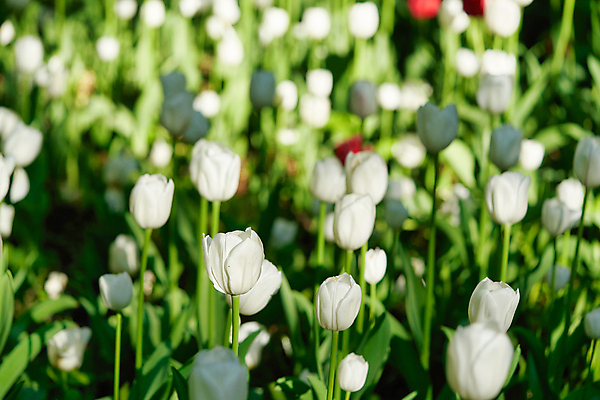 포토 JPG 해외이미지 주간 꽃밭 봄꽃 자연 사람없음 야외 아웃포커스 봄 튤립 해외포토 자연요소 계절 꽃 촬영기법 생태계 파일형식 이미지허브