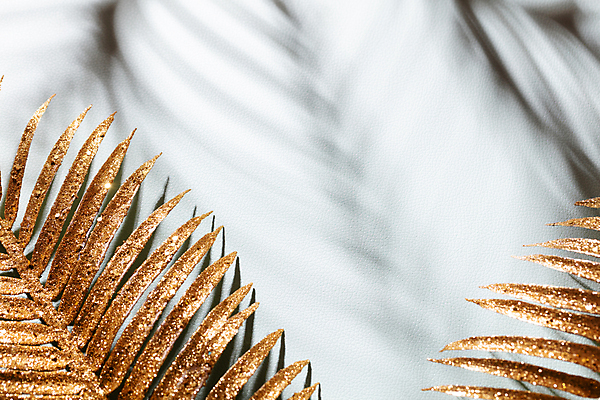 포토 JPG 해외이미지 나무 식물 디자인 실루엣 벽 백그라운드 잎 패턴 추상 숙이기 손바닥 그림자 사람없음 반사 어둠 봄 낭만 황금 소프트포커스 블러 양치류 해외포토 손 계절 포즈 컨셉 무늬 촬영기법 파일형식 이미지허브