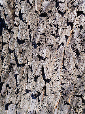 포토 JPG 해외이미지 나무 식물 백그라운드 패턴 자연 표면 추상 건조 사람없음 목재 갈색 회색 소나무 거친 숲 묘사 질감 나무껍질 내추럴 미루나무 수목 옛날 해외포토 컬러 무늬 재료 껍질 생태계 파일형식 이미지허브