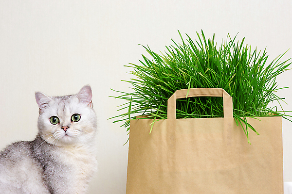 포토 JPG 해외이미지 식물 종이 음식 백그라운드 가방 재료 자연 탁자 주택 건강 씨앗 사람없음 초록색 반려동물 새싹 고양이 활발 수확 성장 신선 낟알 밀 오브젝트 유기농 뿌리 팩 패키지 국산 내추럴 돌봄 슈퍼푸드 혜택 해외포토 동물 웰빙 잡화 컬러 가구 컨셉 농업 포유류 모션 곡류 건물 화장품 생태계 건강식품 파일형식 이미지허브