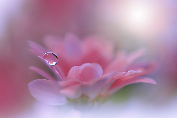 포토 JPG 해외이미지 식물 디자인 배너 꽃 백그라운드 꽃무늬 자연 벽지 추상 휴가 새로움 기념 사랑 미술 사람없음 장식 여름 컬러풀 뷰티 봄 낭만 덮개 벚꽃 물방울 축하 인사 신용카드 메뉴 데이지 캔버스 초대 파스텔톤 국경 해외포토 계절 감정 컬러 컨셉 무늬 문화예술 금융 뚜껑 예절 생태계 파일형식 이미지허브