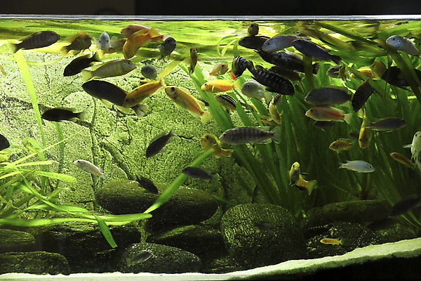 포토 JPG 해외이미지 호수 실험 저울 어류 사람없음 빨간색 초록색 물 반려동물 노란색 검은색 수영 거품 신선 점 호랑이 큼 지느러미 수족관 잭 남쪽 공격적 말라위 민물 아마존 해외포토 자연요소 동물 컬러 컨셉 포유류 수중동물 수상스포츠 크기 방향 파일형식 이미지허브