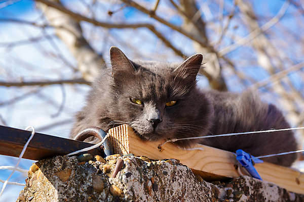 포토 JPG 해외이미지 응시 휴식 거리 사람없음 울타리 고양이 잠 계획 거짓말 총구 해외포토 시선 컨셉 포유류 담장 반려동물 파일형식 이미지허브