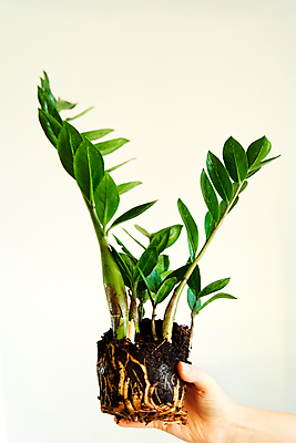 포토 JPG 해외이미지 손 화분 화초 줄기 잎 실내 한명 들기 신체부위 흙 잡기 뿌리 해외포토 식물 1 모션 사람 내부 파일형식 이미지허브