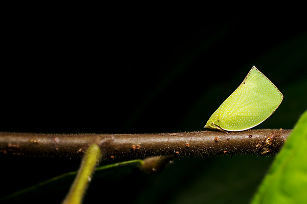 포토 JPG 해외이미지 야생동물 나비 백그라운드 자연 사람없음 초록색 닫기 고립 해외포토 동물 컬러 곤충 모션 생태계 파일형식 이미지허브