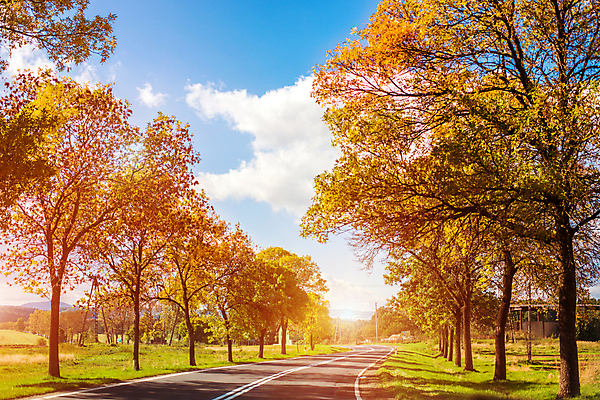 포토 JPG 해외이미지 나무 공원 길 사람없음 맑음 숲 가로수 해외포토 식물 공공시설 날씨 파일형식 이미지허브