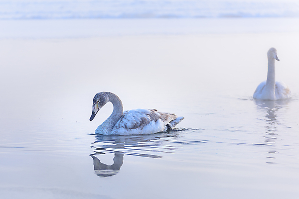 포토 JPG 해외이미지 동물 호수 야생동물 백그라운드 자연 조류 오리 사람없음 야외 물 파란색 강 반사 수영 흰색 연못 깃털 부리 백조 물새 해외포토 자연요소 컬러 수상스포츠 생태계 파일형식 이미지허브