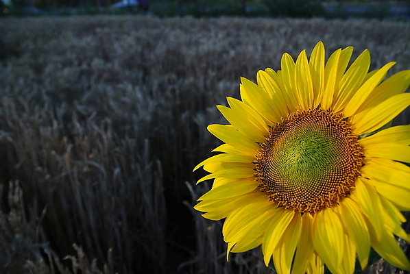 포토 JPG 해외이미지 검은배경 해바라기 사람없음 야외 아웃포커스 어둠 갈대밭 해외포토 꽃 백그라운드 촬영기법 검은색 파일형식 갈대_식물 이미지허브