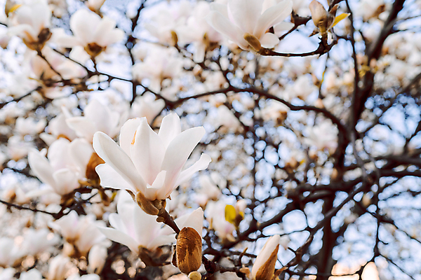 포토 JPG 해외이미지 주간 사람없음 야외 봄 목련 해외포토 자연요소 계절 꽃 파일형식 이미지허브