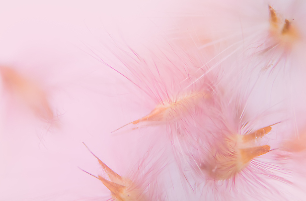 포토 JPG 해외이미지 식물 꽃 백그라운드 꽃무늬 자연 추상 사람없음 파란색 뷰티 봄 들꽃 수확 벚꽃 흰색 민들레 묘사 부드러움 내추럴 해외포토 계절 컬러 무늬 농업 감각 생태계 파일형식 이미지허브