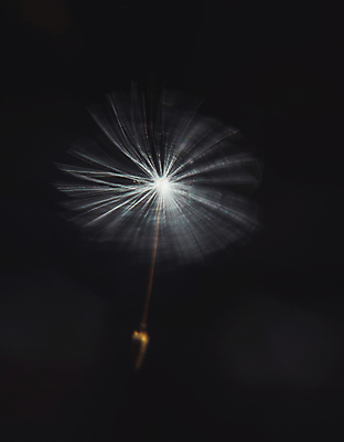 포토 JPG 해외이미지 식물 계절 꽃 잎 자연 아침 바람 씨앗 사람없음 야외 초록색 빛 햇빛 뷰티 머리 일출 환경 정원 맑음 일몰 봄 벚꽃 흰색 개화 저녁 민들레 부드러움 솜털 내추럴 해외포토 주간 자연요소 컬러 날씨 신체부위 태양 노을 감각 야간 생태계 파일형식 이미지허브