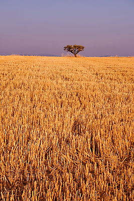 포토 JPG 해외이미지 주간 나무 밭 사람없음 야외 농장 땅 해외포토 자연요소 식물 농업 파일형식 이미지허브